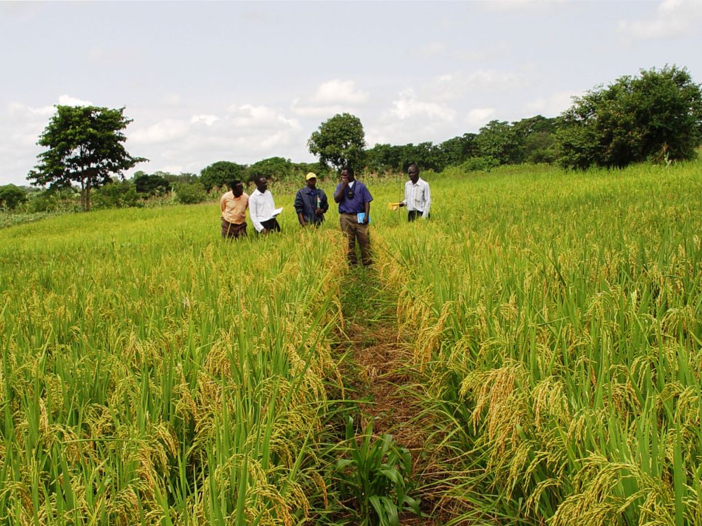 2020, Time for Sierra Leoneans to get into the bush Politico SL